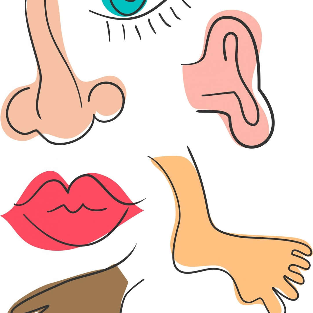 Cartoon illustrations of human body parts eye ear nose mouth and hand