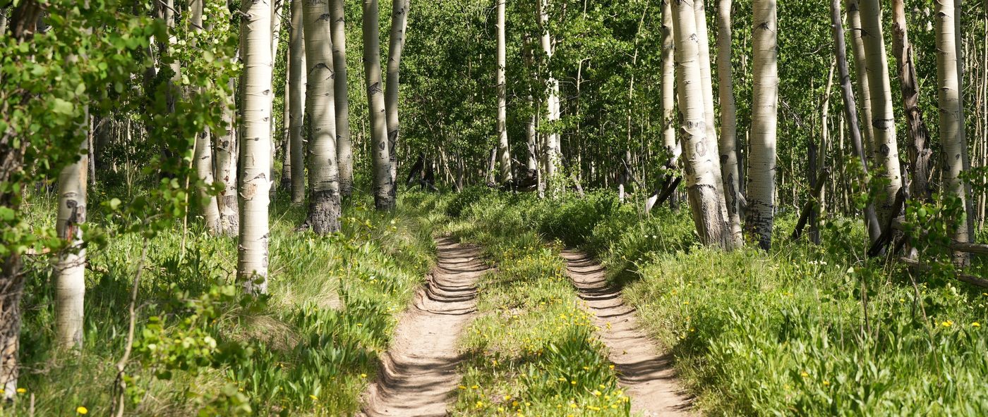 A trail through open country