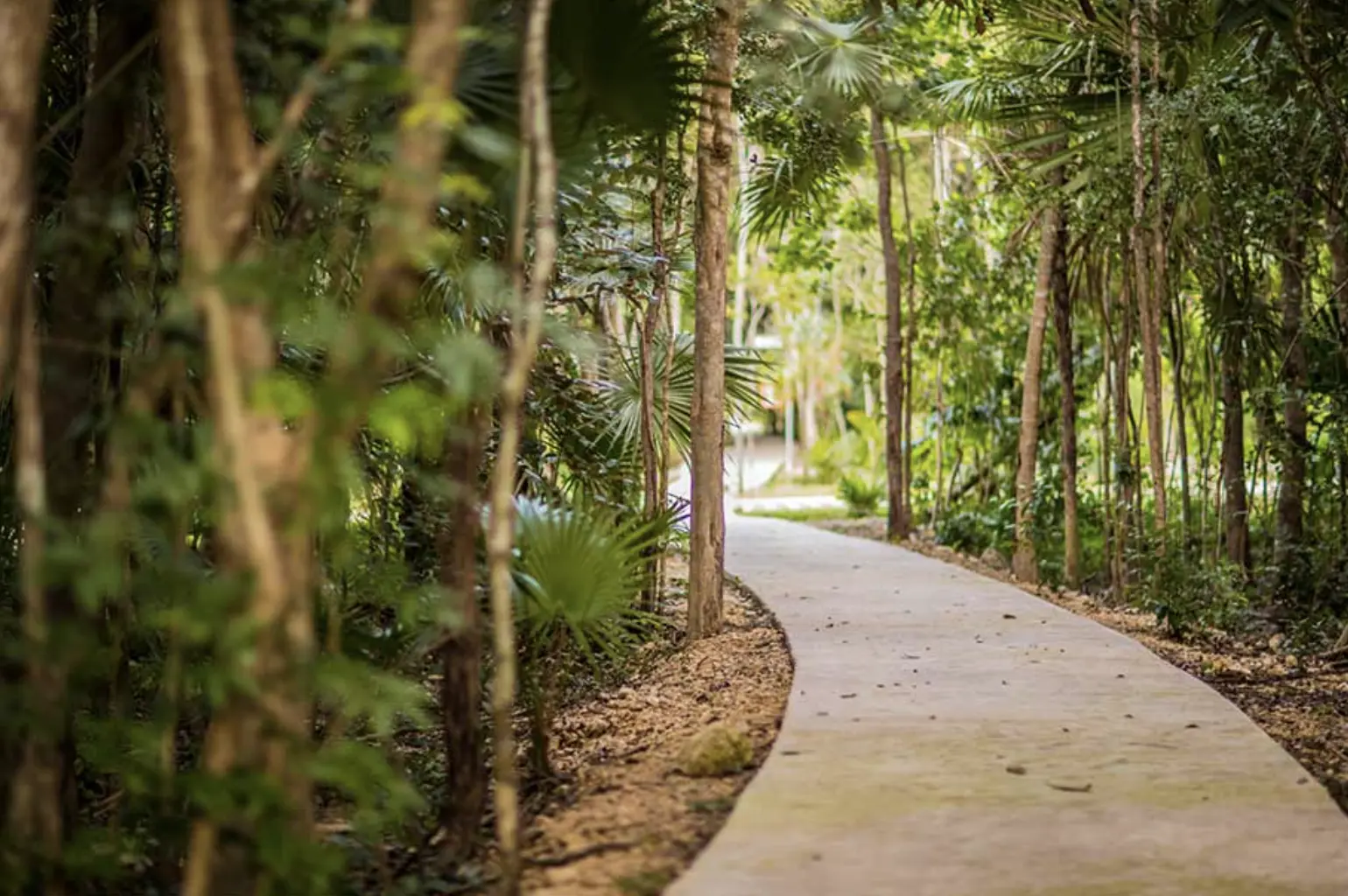 Entre Bosques Mayakobá | Casas en Playa del Carmen | PIP