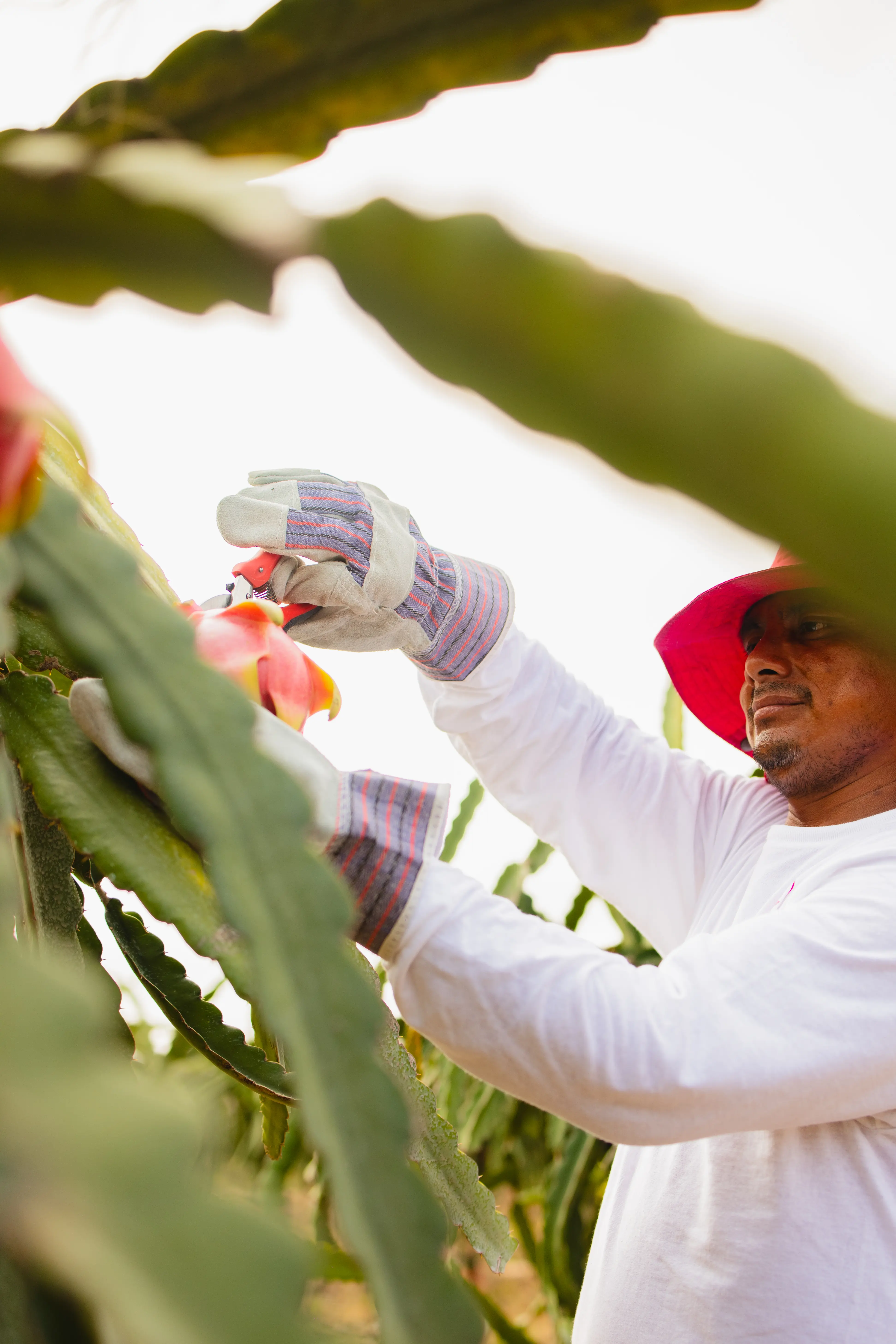 Pitahaya Investments | Terrenos productivos en Yucatán | PIP