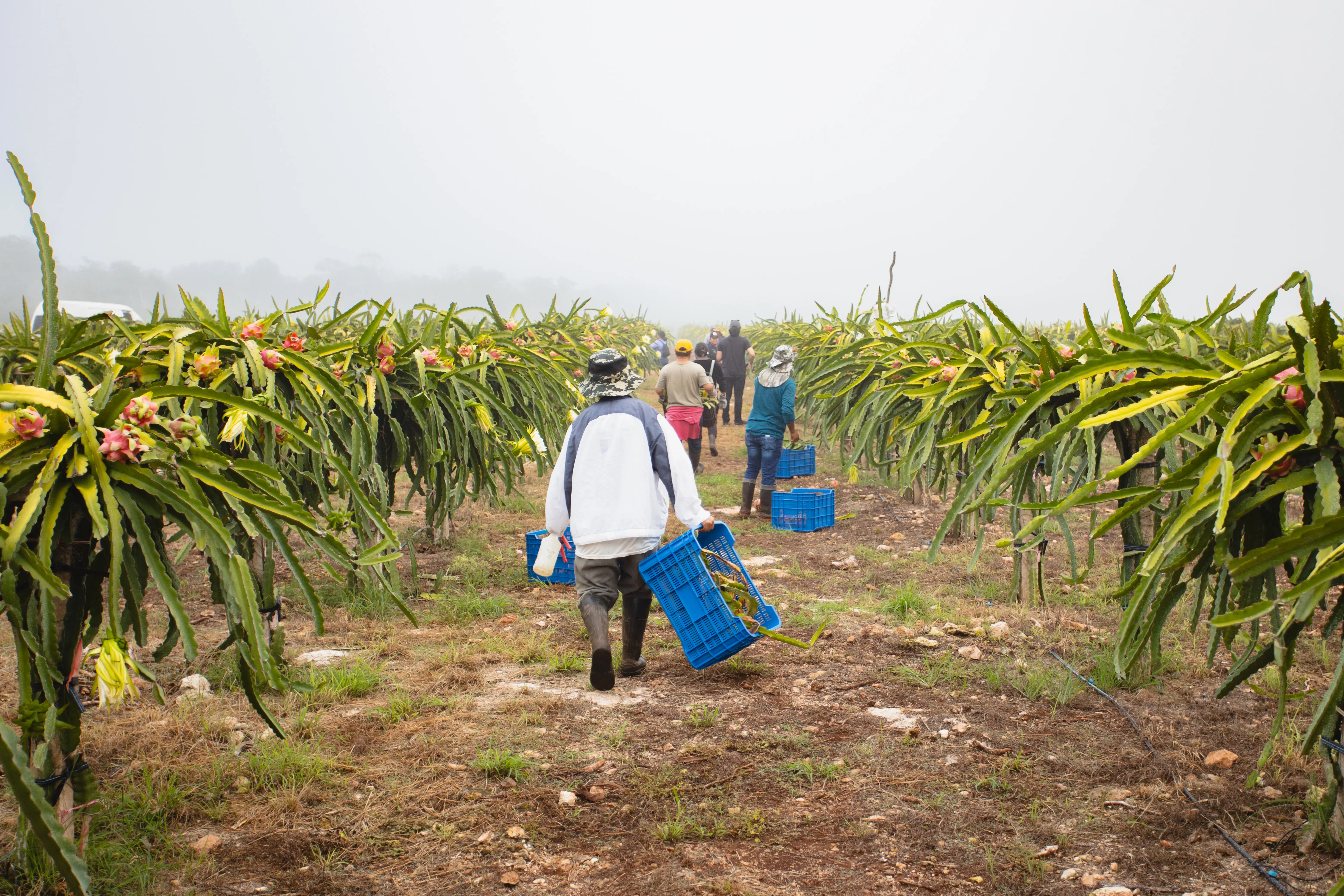Pitahaya Investments | Terrenos productivos en Yucatán | PIP