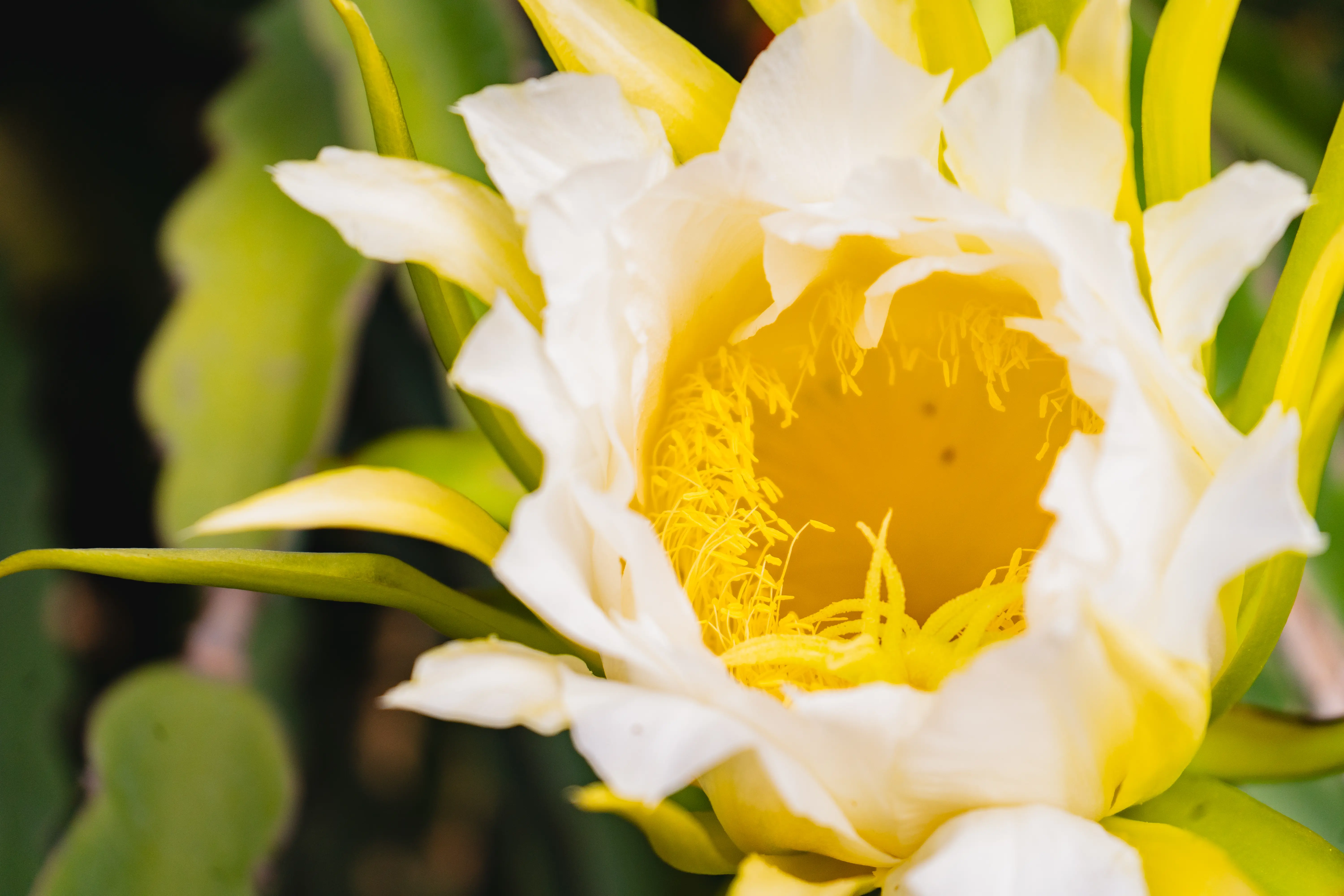 Pitahaya Investments | Terrenos productivos en Yucatán | PIP