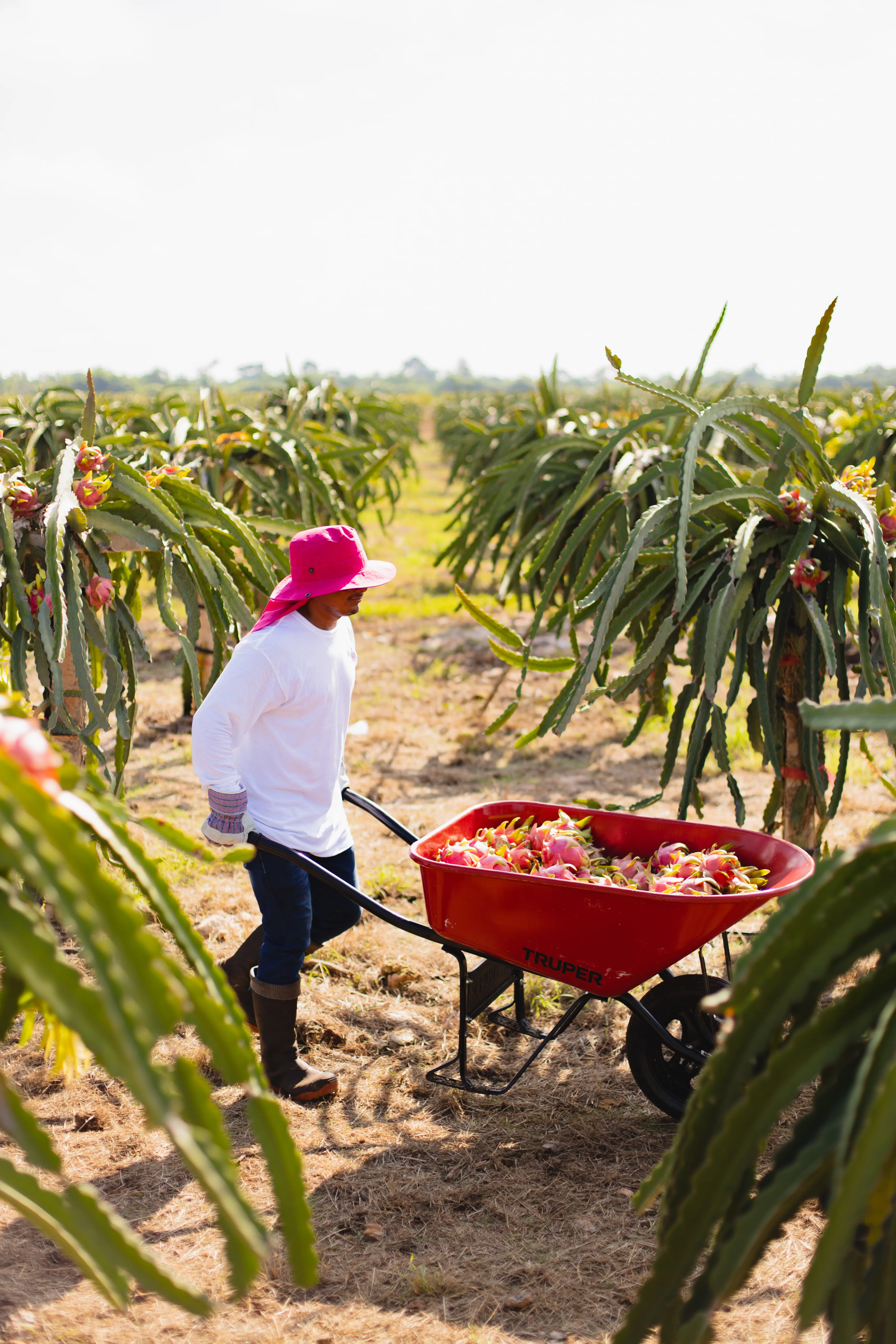 Pitahaya Investments | Terrenos productivos en Yucatán | PIP