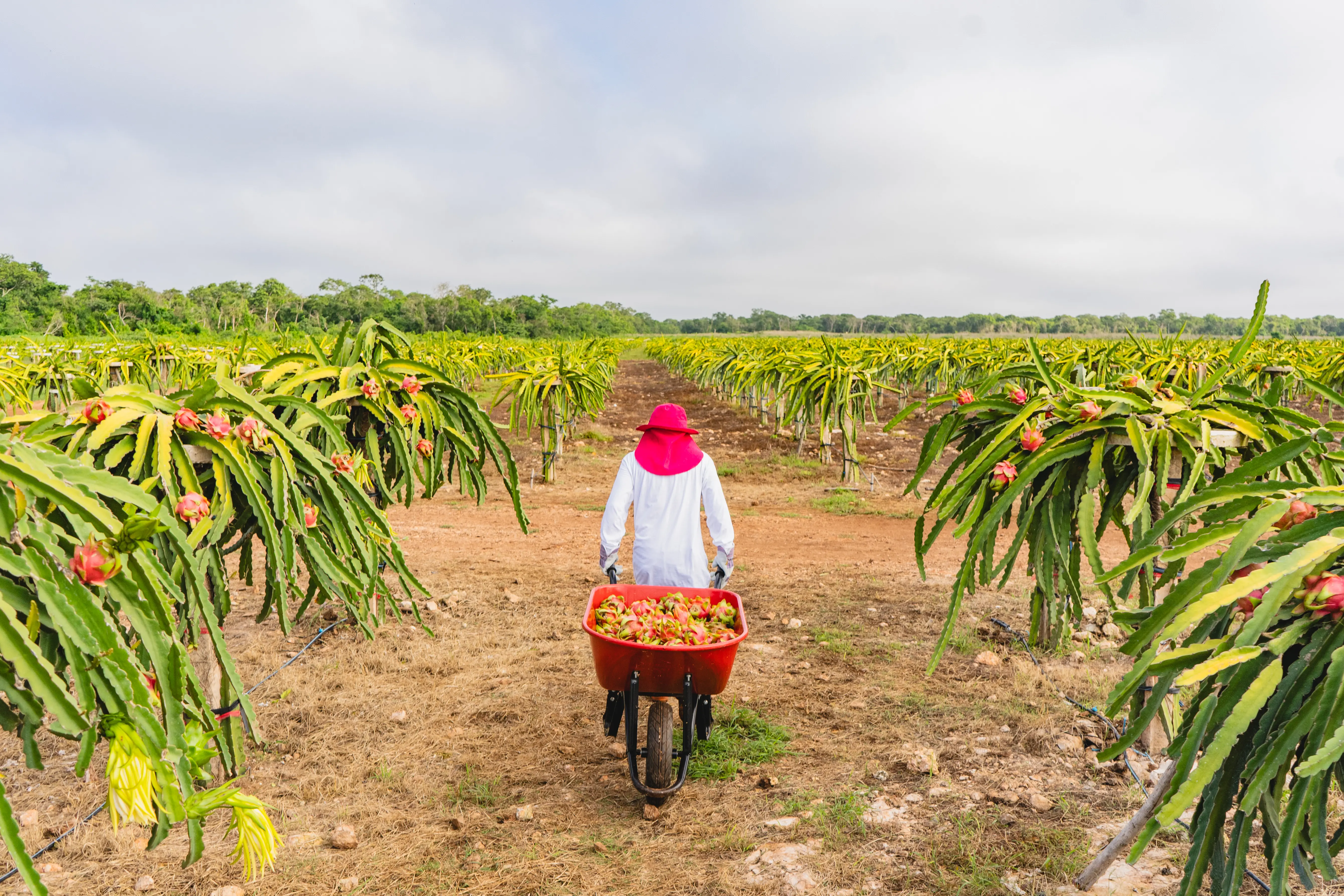 Pitahaya Investments | Terrenos productivos en Yucatán | PIP