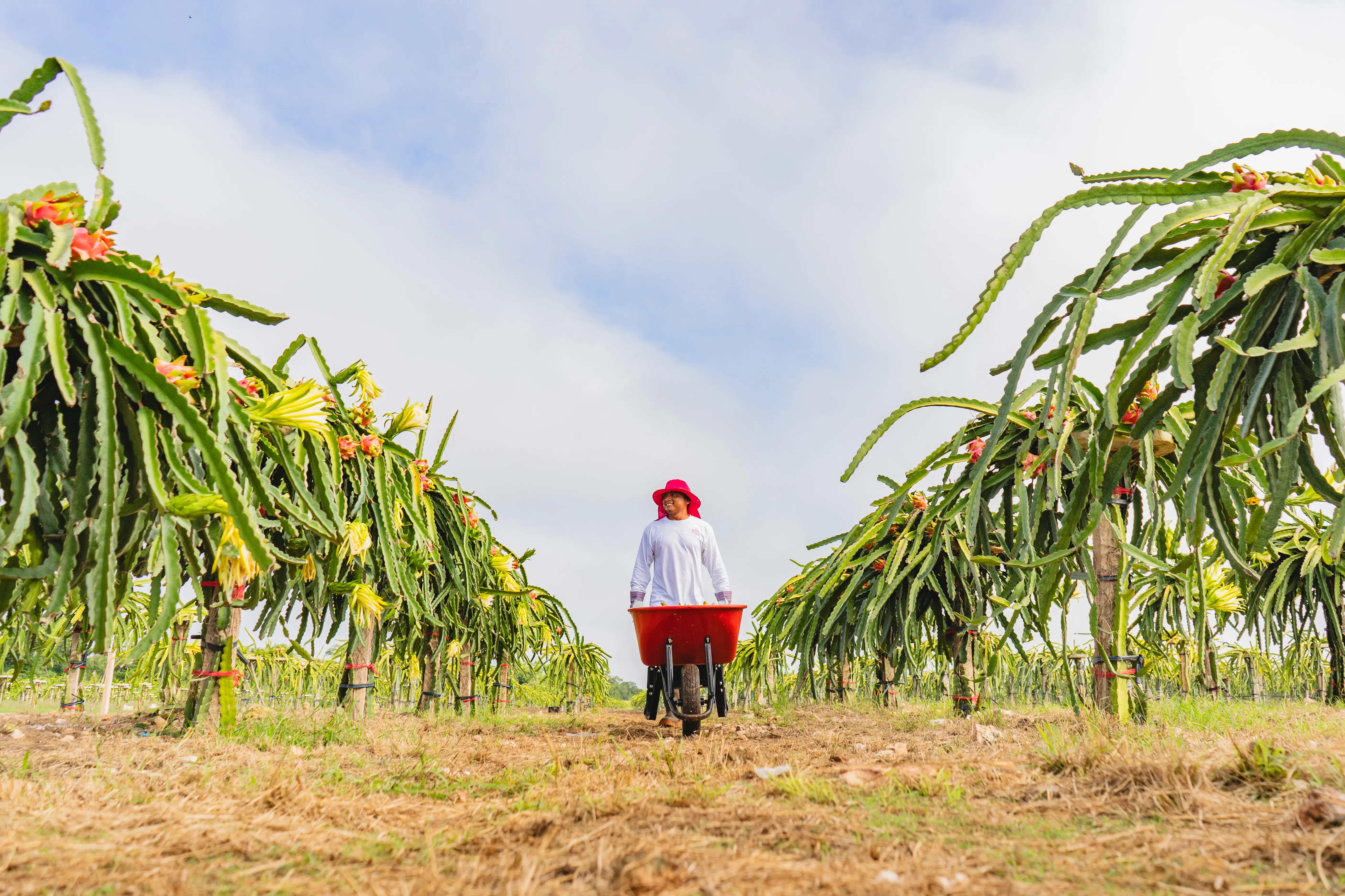 Pitahaya Investments | Terrenos productivos en Yucatán | PIP