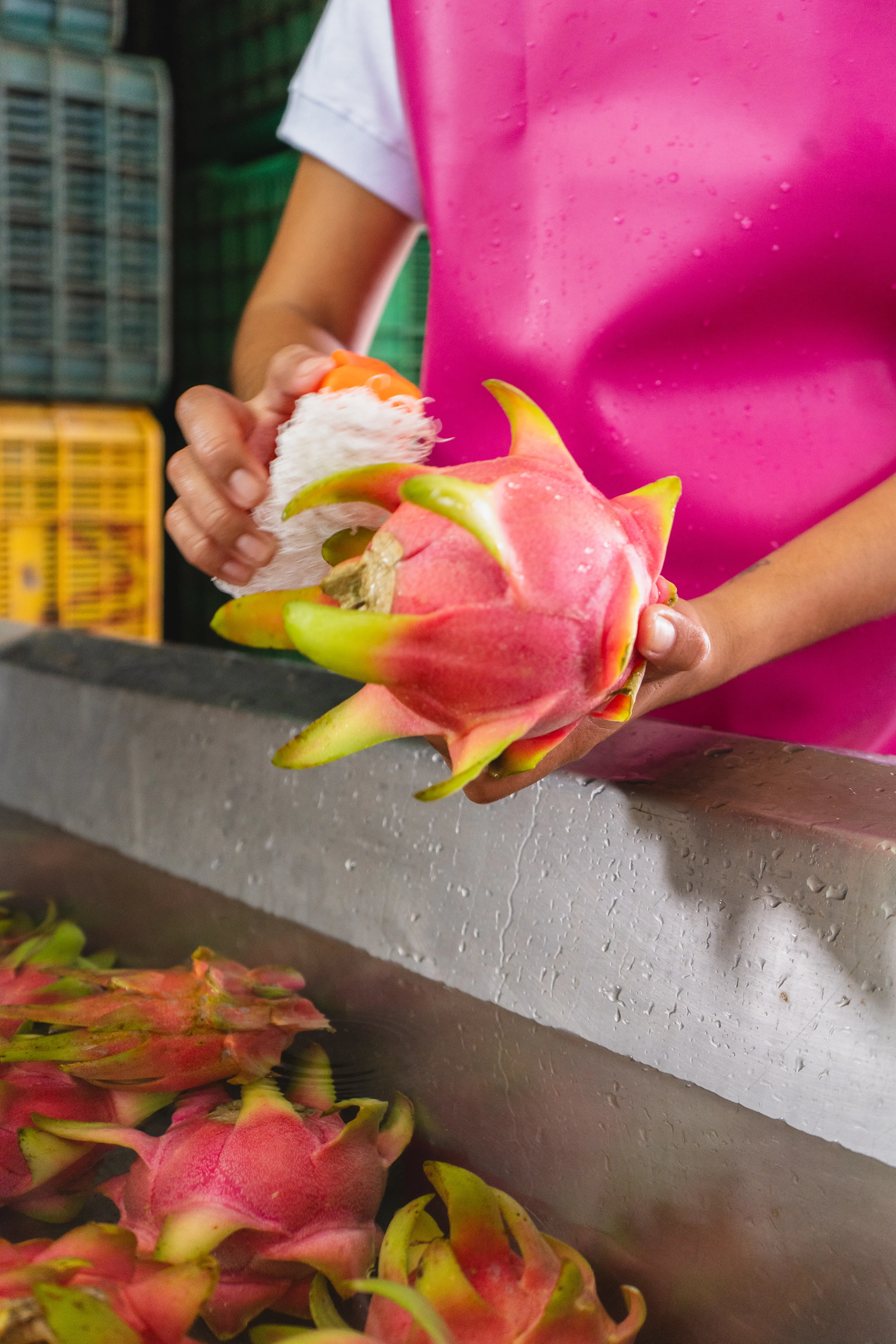 Pitahaya Investments | Terrenos productivos en Yucatán | PIP
