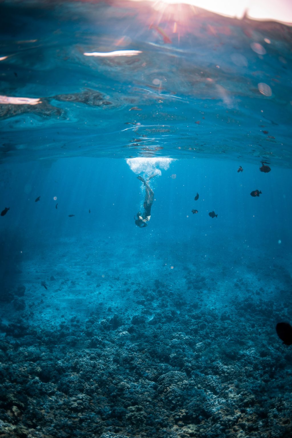 Person diving underwater in clear blue water with coral and fish around.