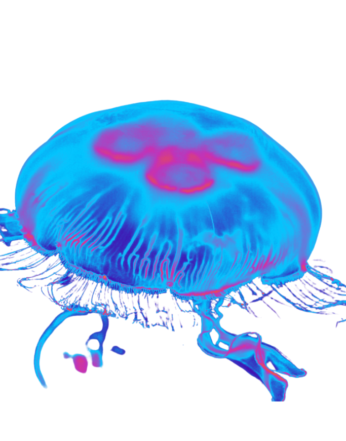 Blue jellyfish