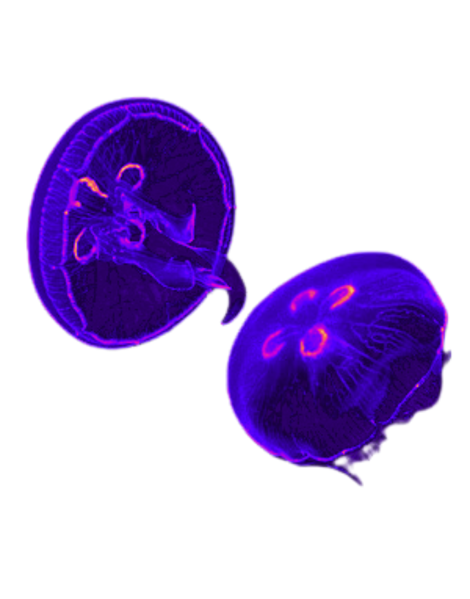 Purple jellyfish