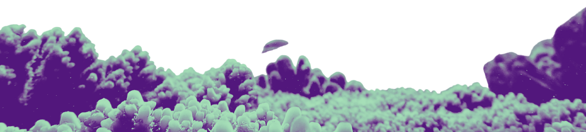 Coral seafloor