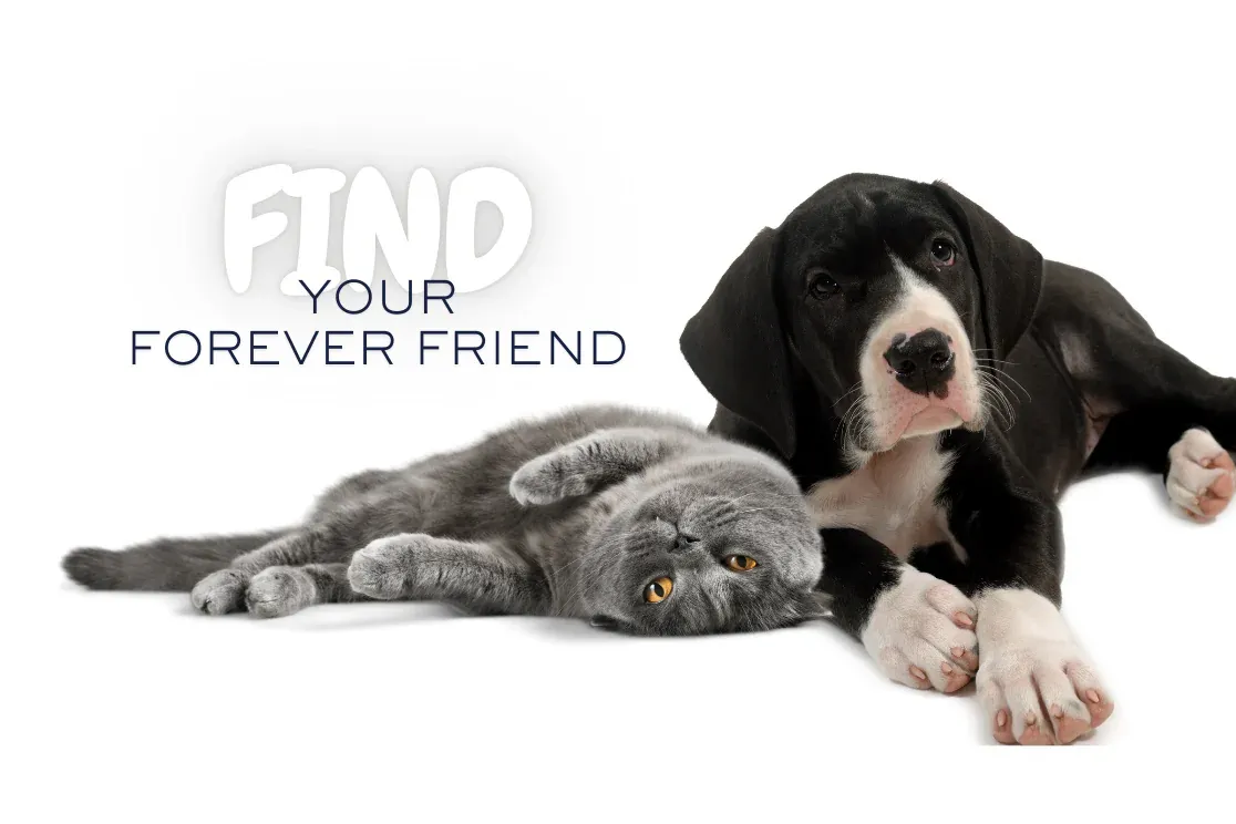 Zue Kuwait online pet supplies shop