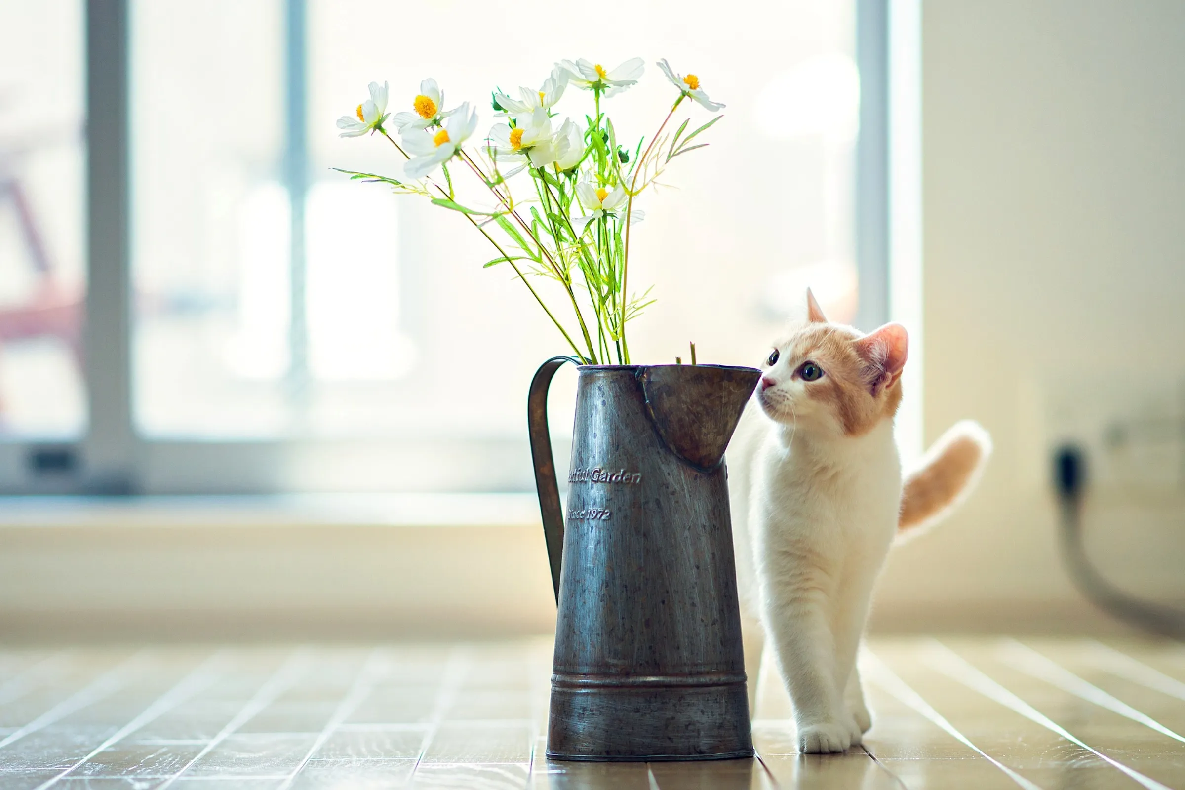 Smart Pet Kuwait Pets shop