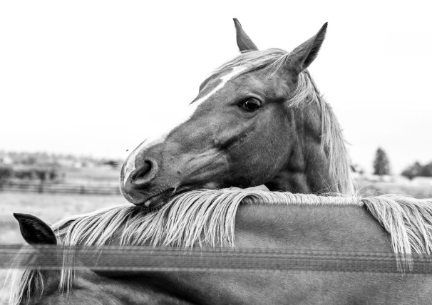 A modern, responsive website for an equestrian farm and training facility in Petaluma, CA.
