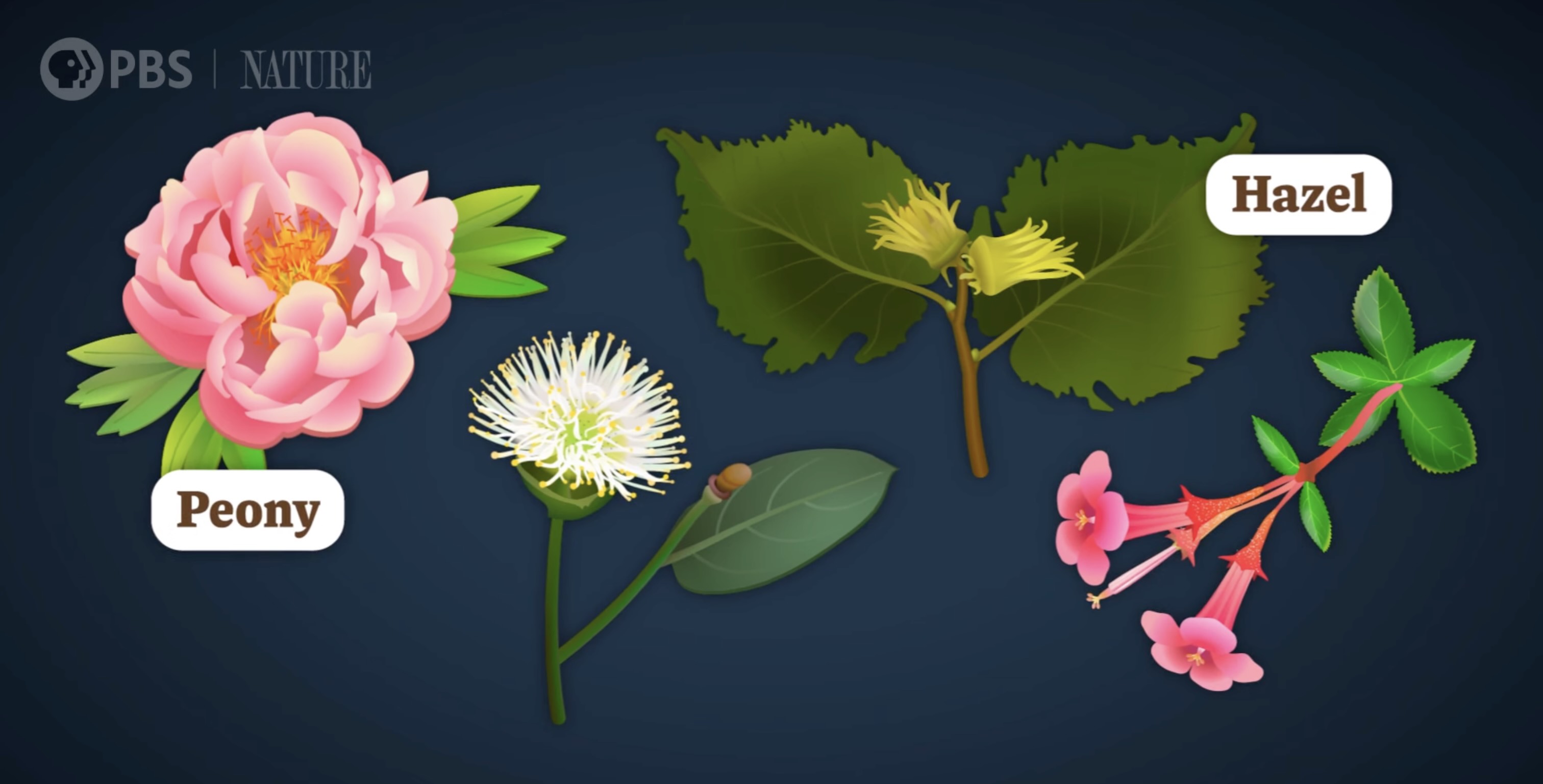 Frame from an illustrated Crash Course Botany video.