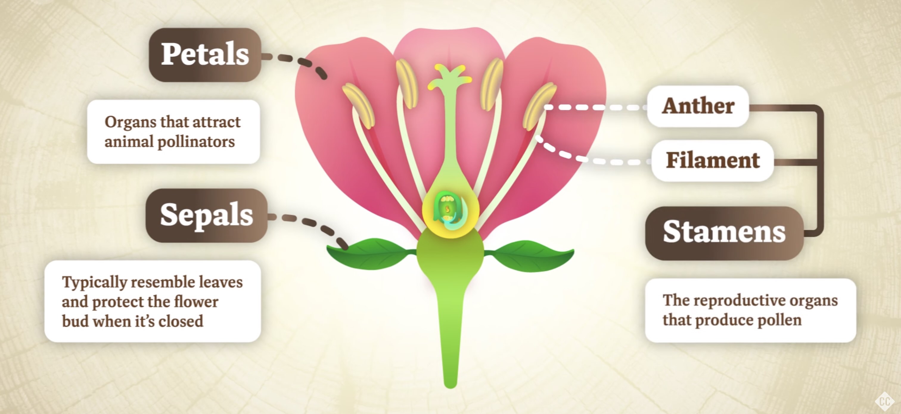 Frame from an illustrated Crash Course Botany video.