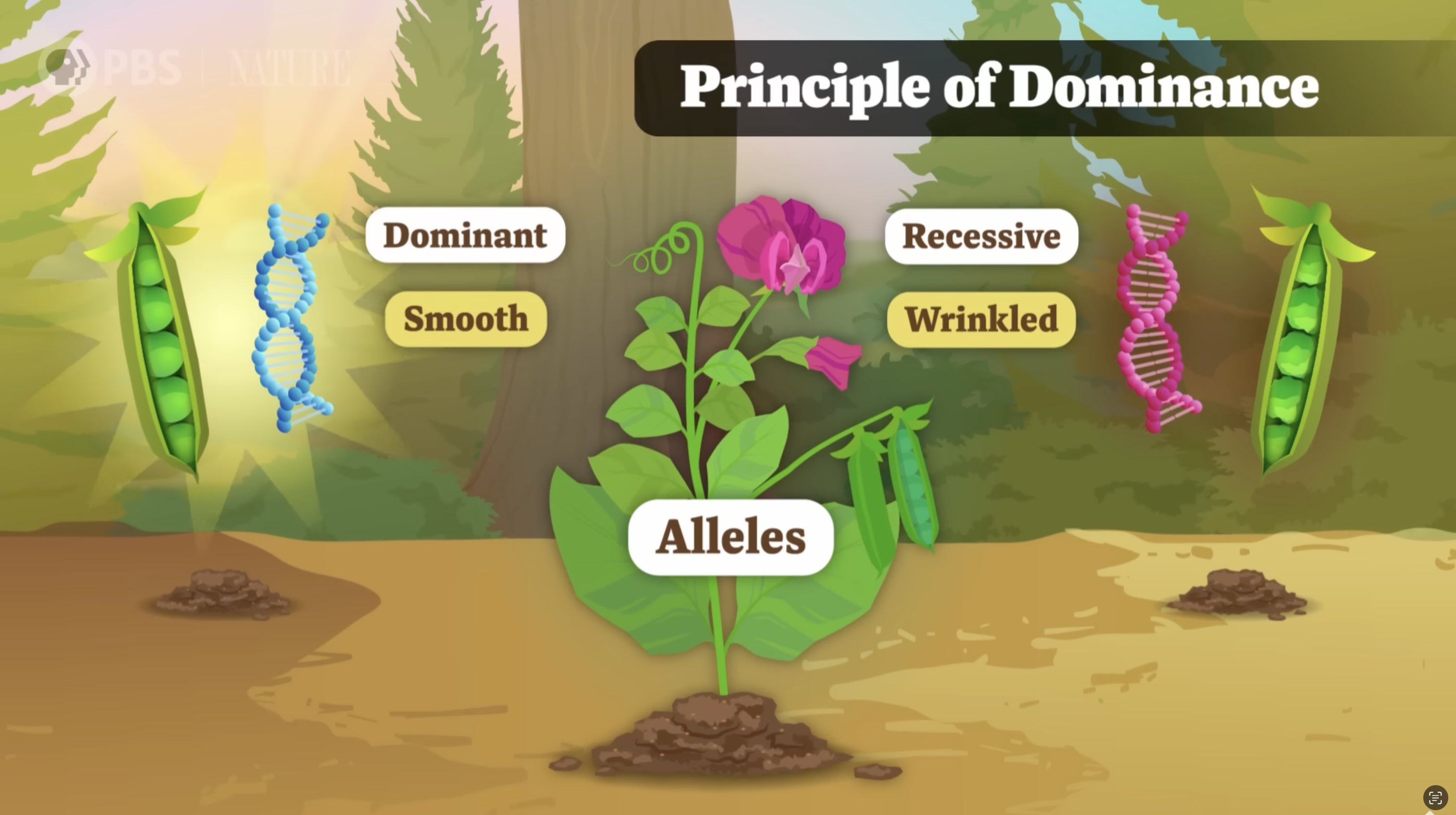 Frame from an illustrated Crash Course Botany video.