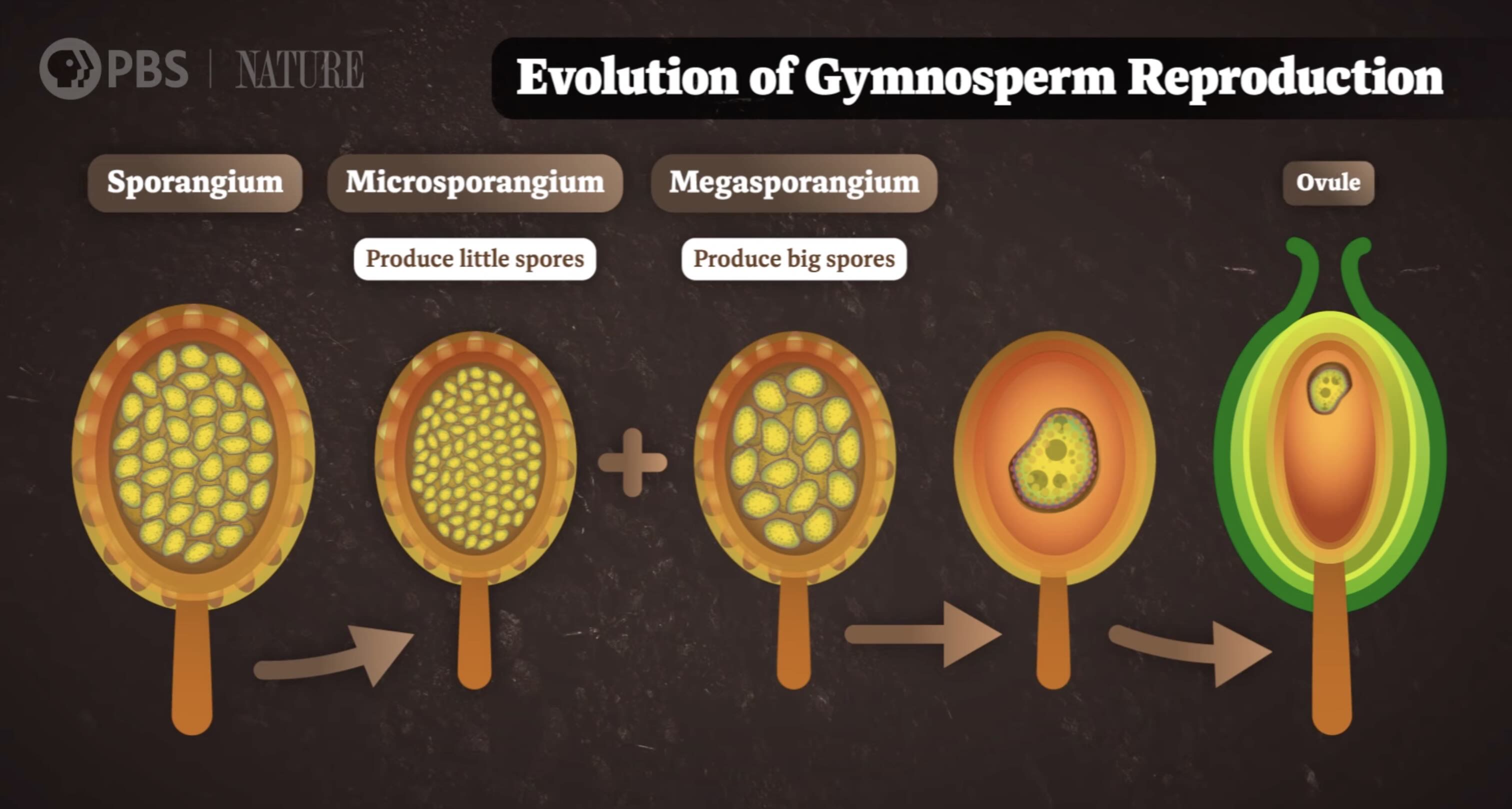 Frame from an illustrated Crash Course Botany video.