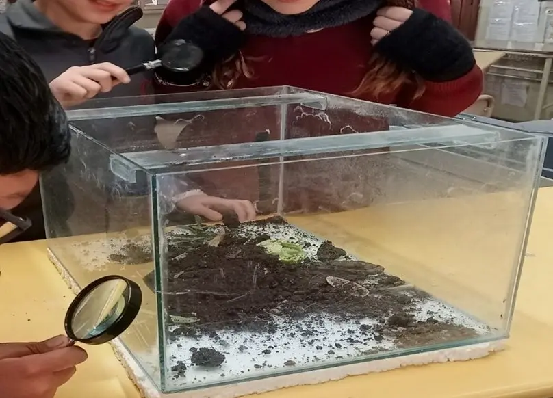 Students use magnifying glasses to look for small arthropods among soil and leaves in a glass terrarium.