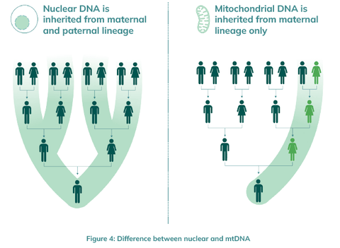 mitochondrial DNA vs nuclear DNA inheritance