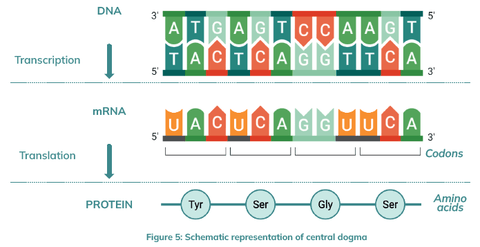 Central dogma: Translation of DNA into RNA and Translation into protein