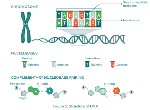 What is DNA?