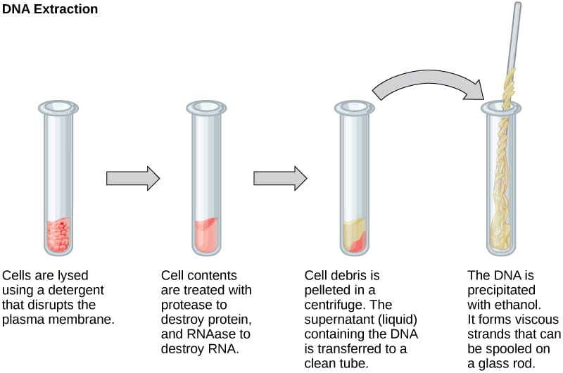DNA extraction steps