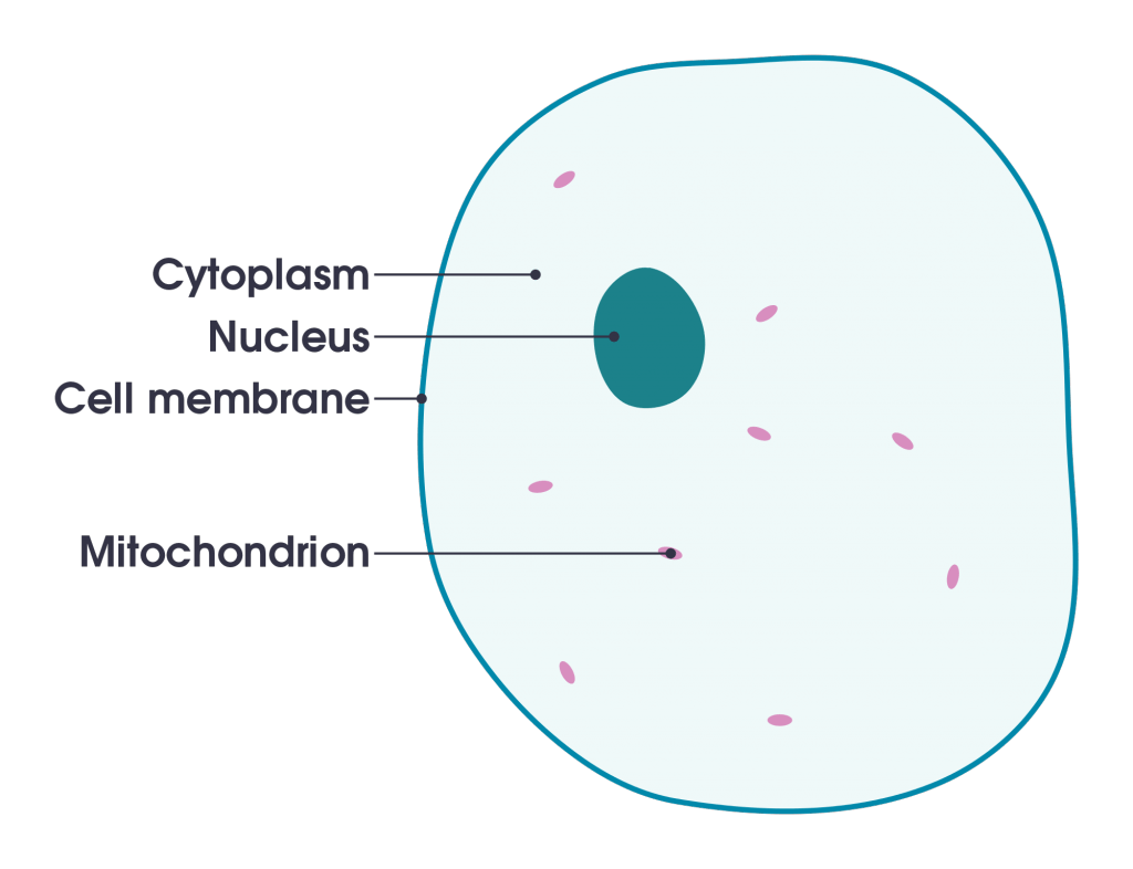 Basic cell structure