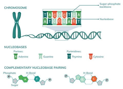 The structure of DNA