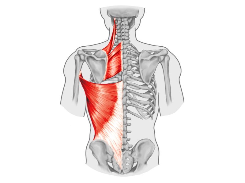 Diagram of back muscles on left side with skeleton showing spine, ribs, shoulder blades, and pelvis.