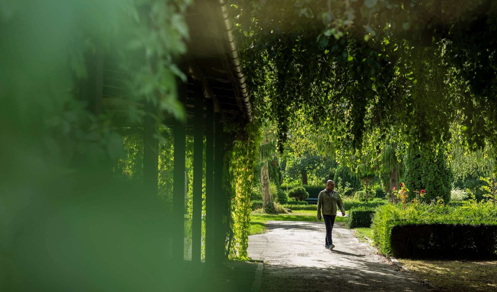 En mand går på en sti gennem en grøn park under hængende grene og omgivet af buske og træer i blødt sollys.