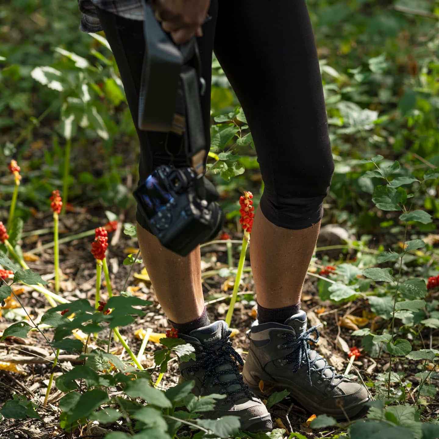 Iemand draagt wandelschoenen en zwarte driekwart legging, met een camera in de hand, staand tussen groene planten met rode bessen.