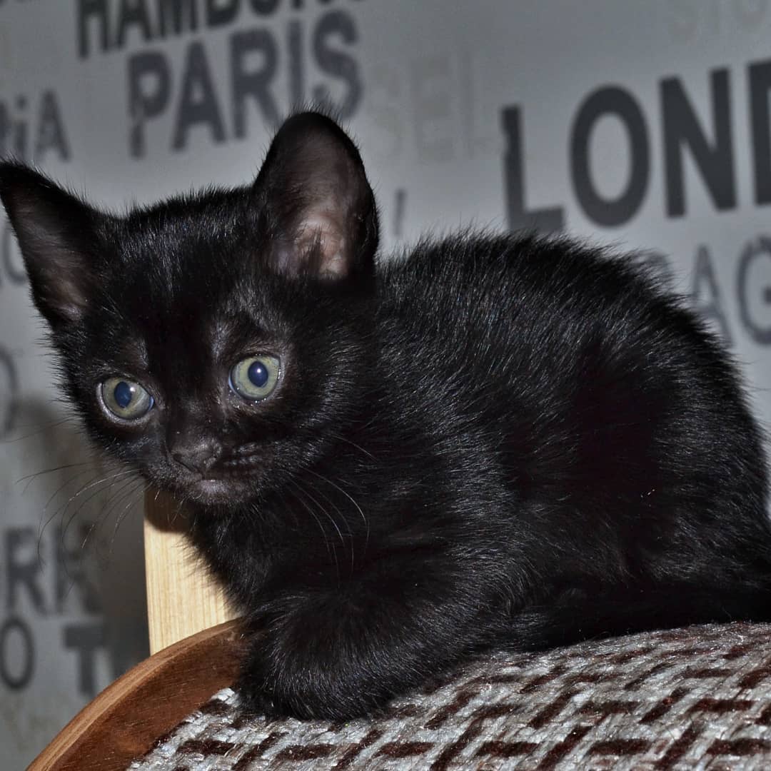 Bombay  cats for sale