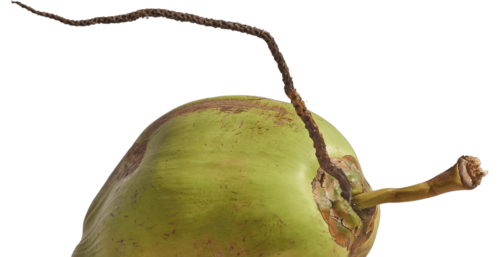 Coconut
