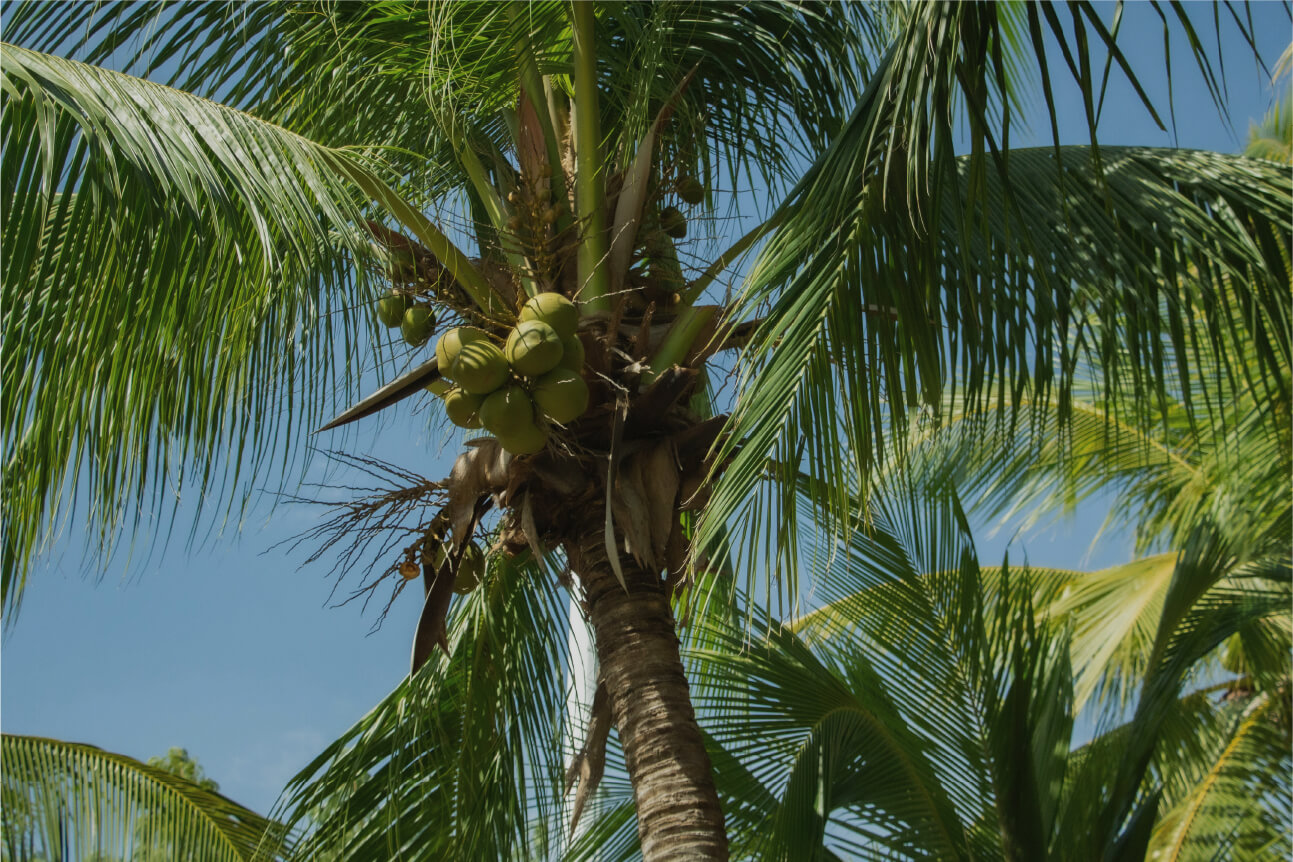 The Coconut Matters