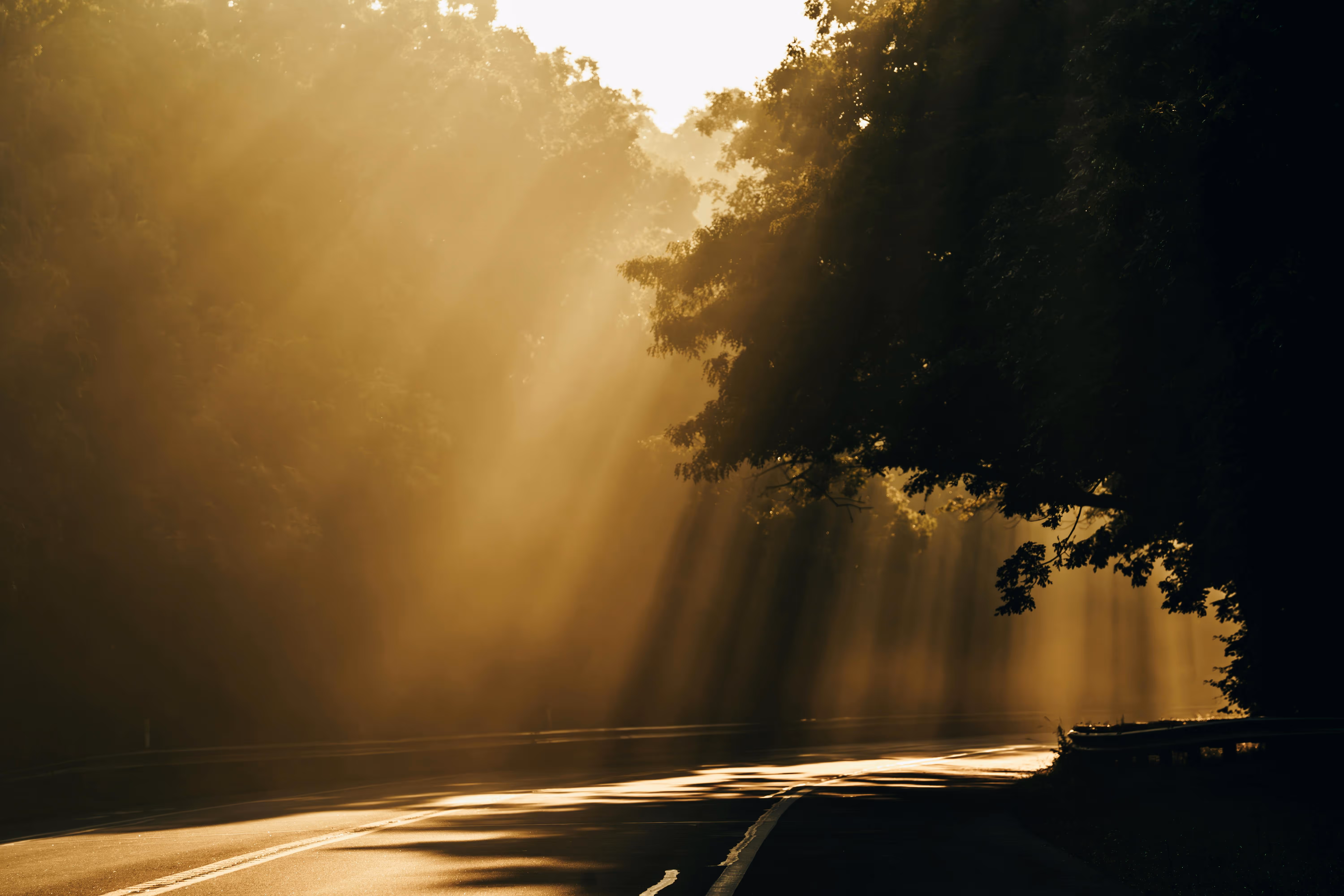 Rayons de soleil dorés traversant des arbres sur une route vide au lever du jour.