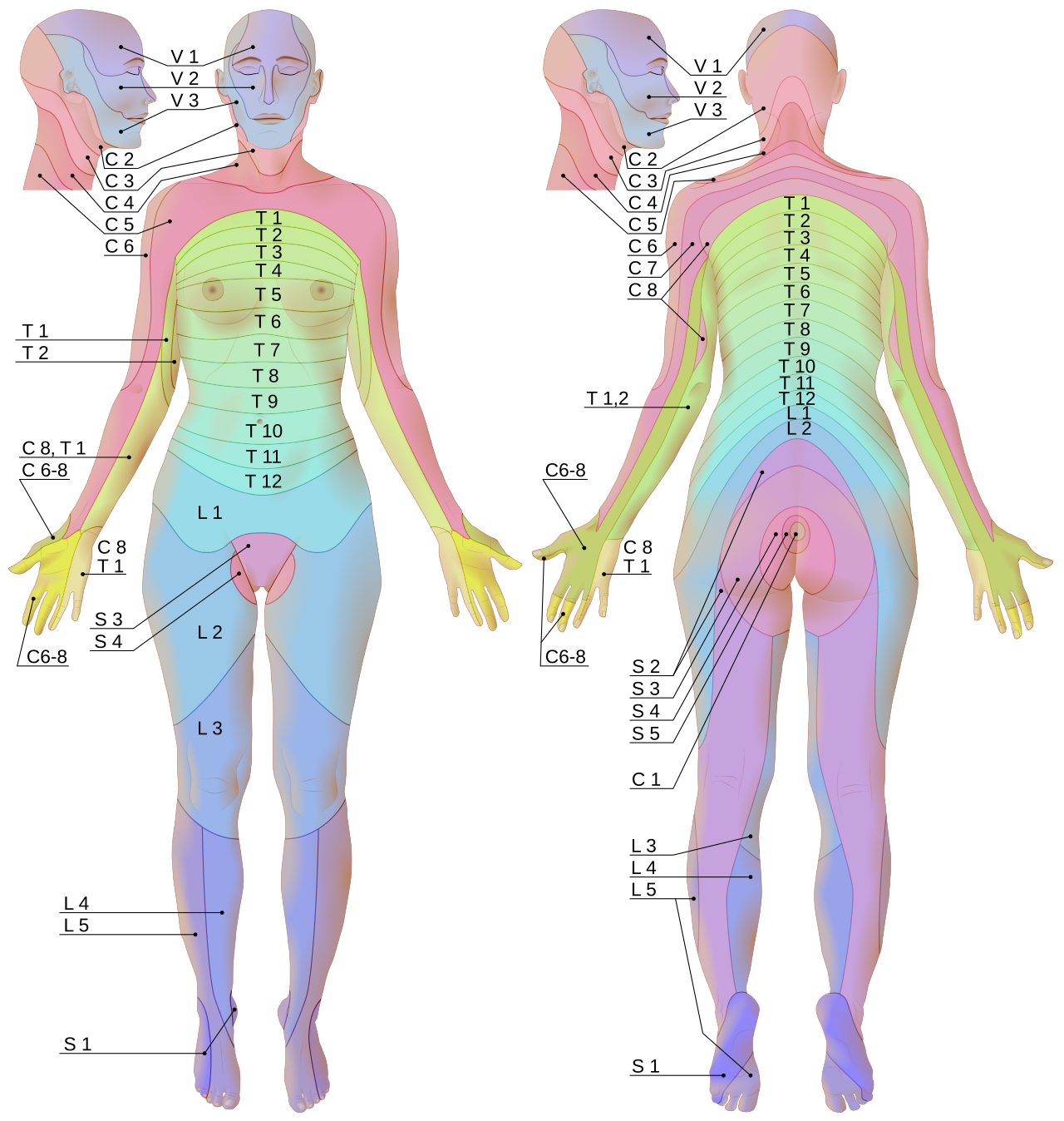 Anatomiczna mapa dermatomów ciała wyjaśniająca pasmowy układ wykwitów w półpaścu.
