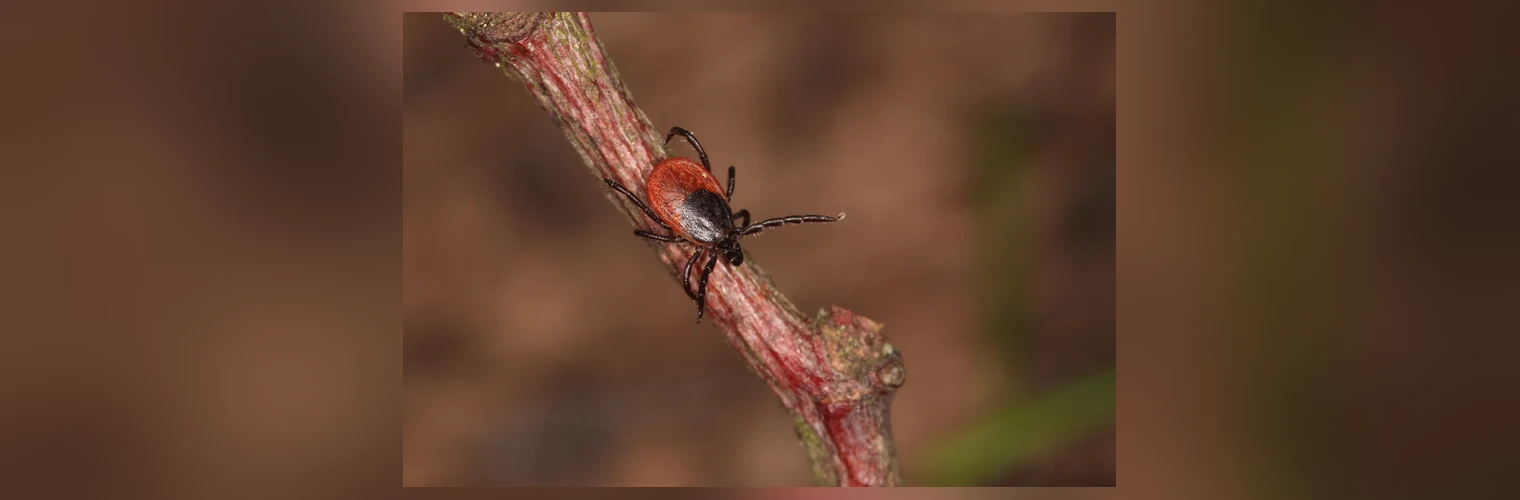 Kleszcz Ixodes ricinus, europejski wektor boreliozy