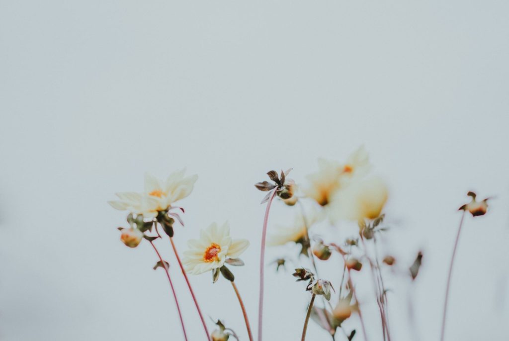 white flowers against a light blue background