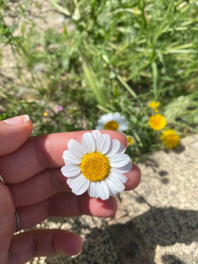 a photo of a daisy held between the fingers of one hand