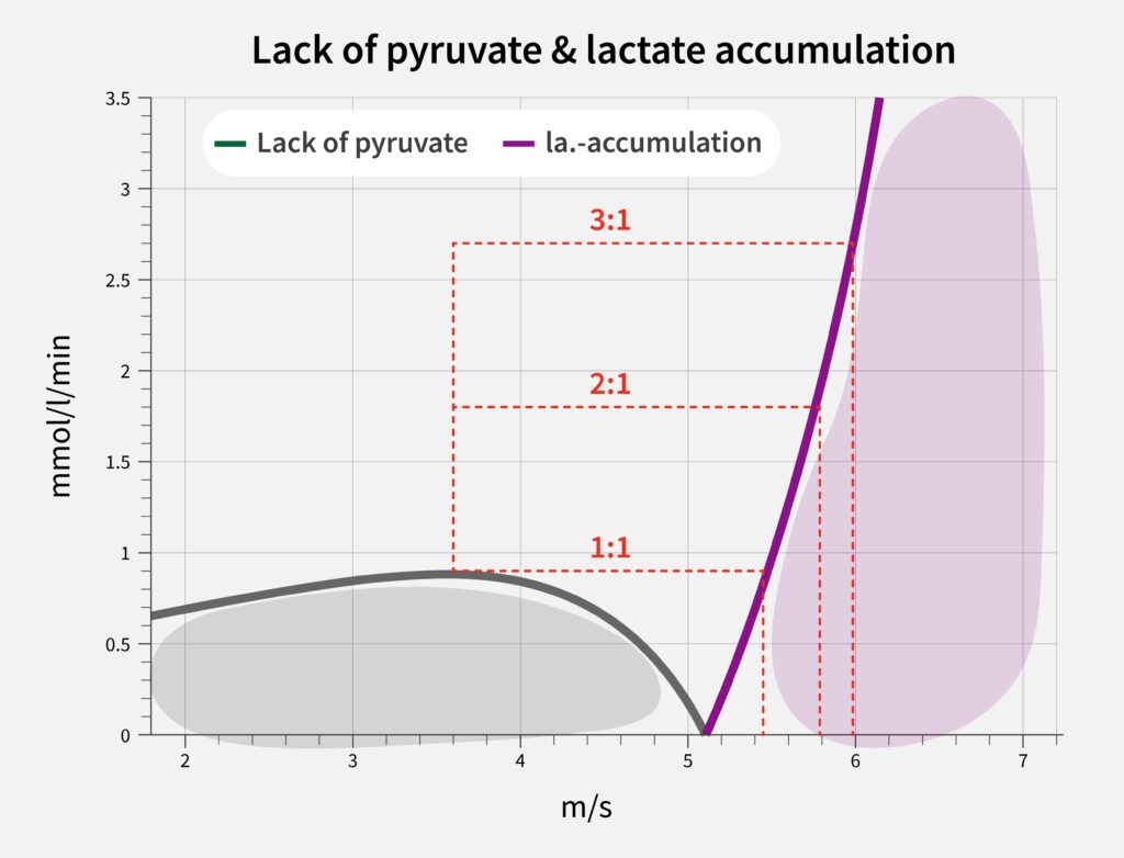 Lactate accumulation and recovery - interval ratios