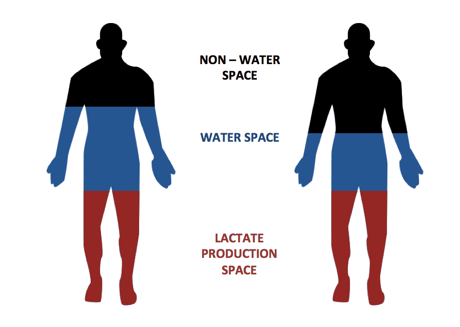 Lactate production and dilution space