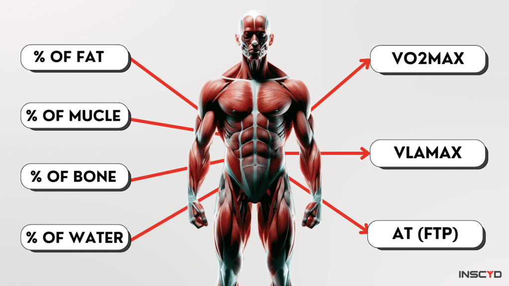 Infographic - Body composition and athletic performances