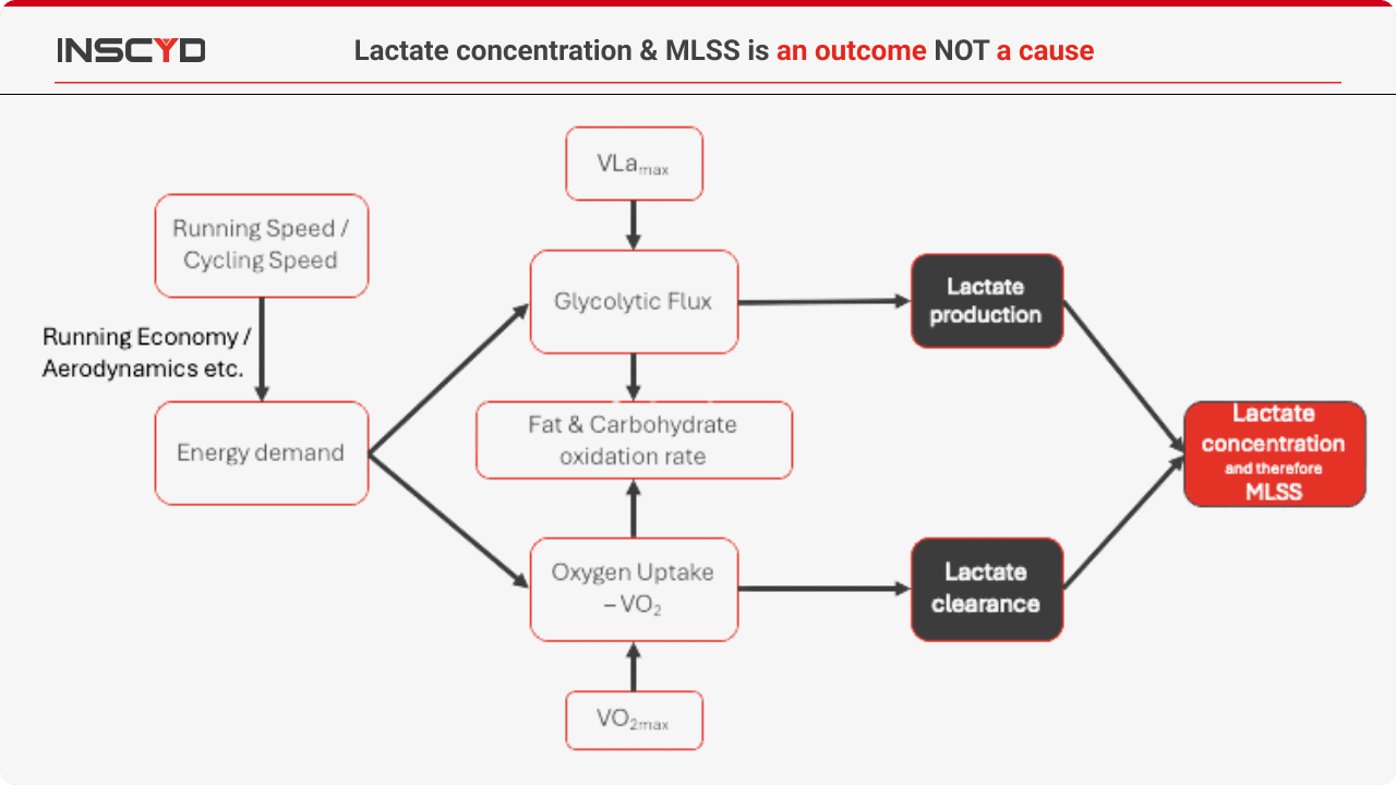 Lactate concentration & MLSS is an outcome NOT a cause