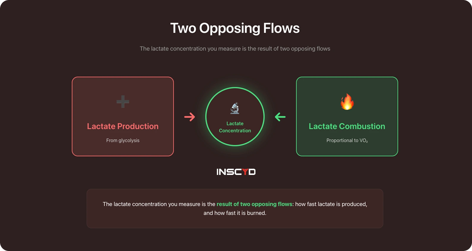 Educational graphic explaining that lactate concentration results from two opposing processes: lactate production through glycolysis and lactate combustion linked to oxygen uptake (VO₂). Demonstrates that lactate is continuously produced and burned, and measured levels depend on the balance between production and clearance.
