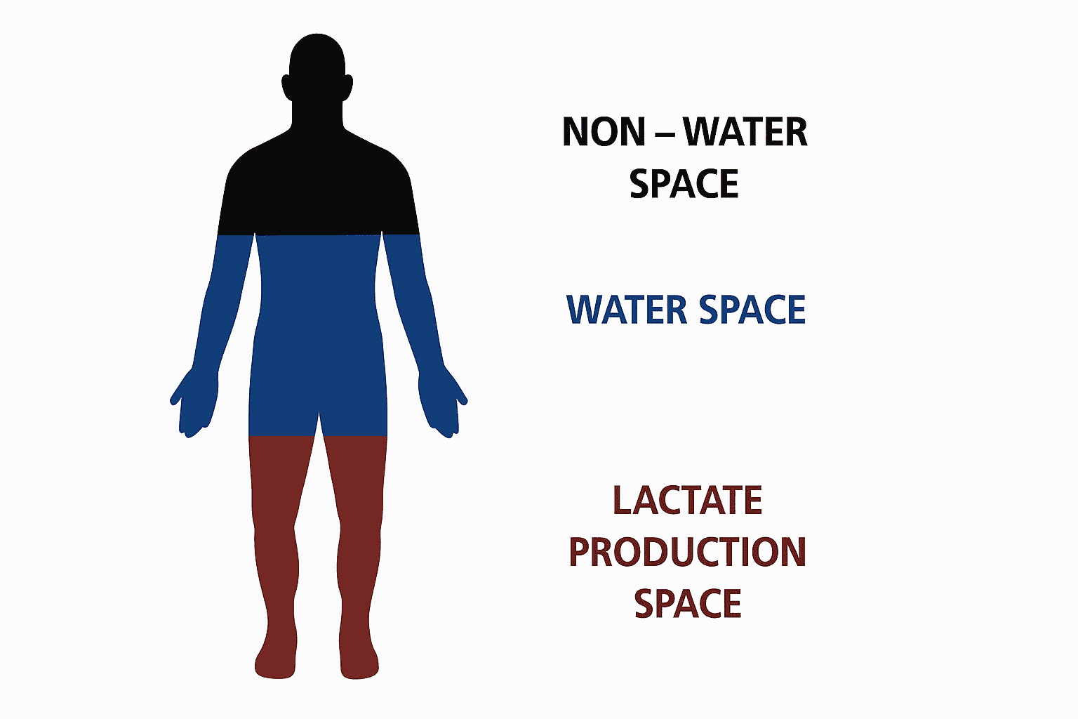 Body Composition