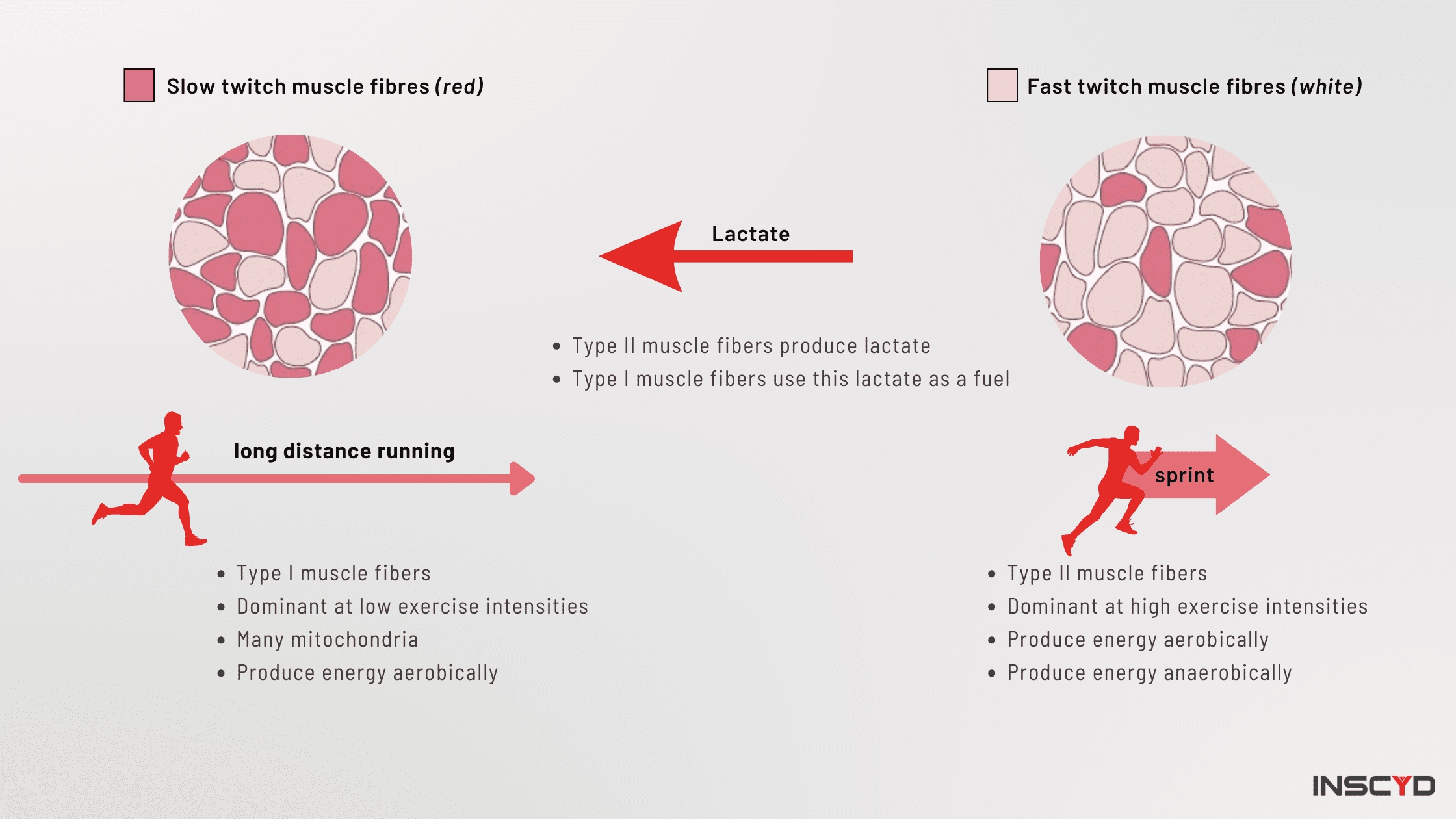 Infographic - Zone 2- muscle fibers and lactate