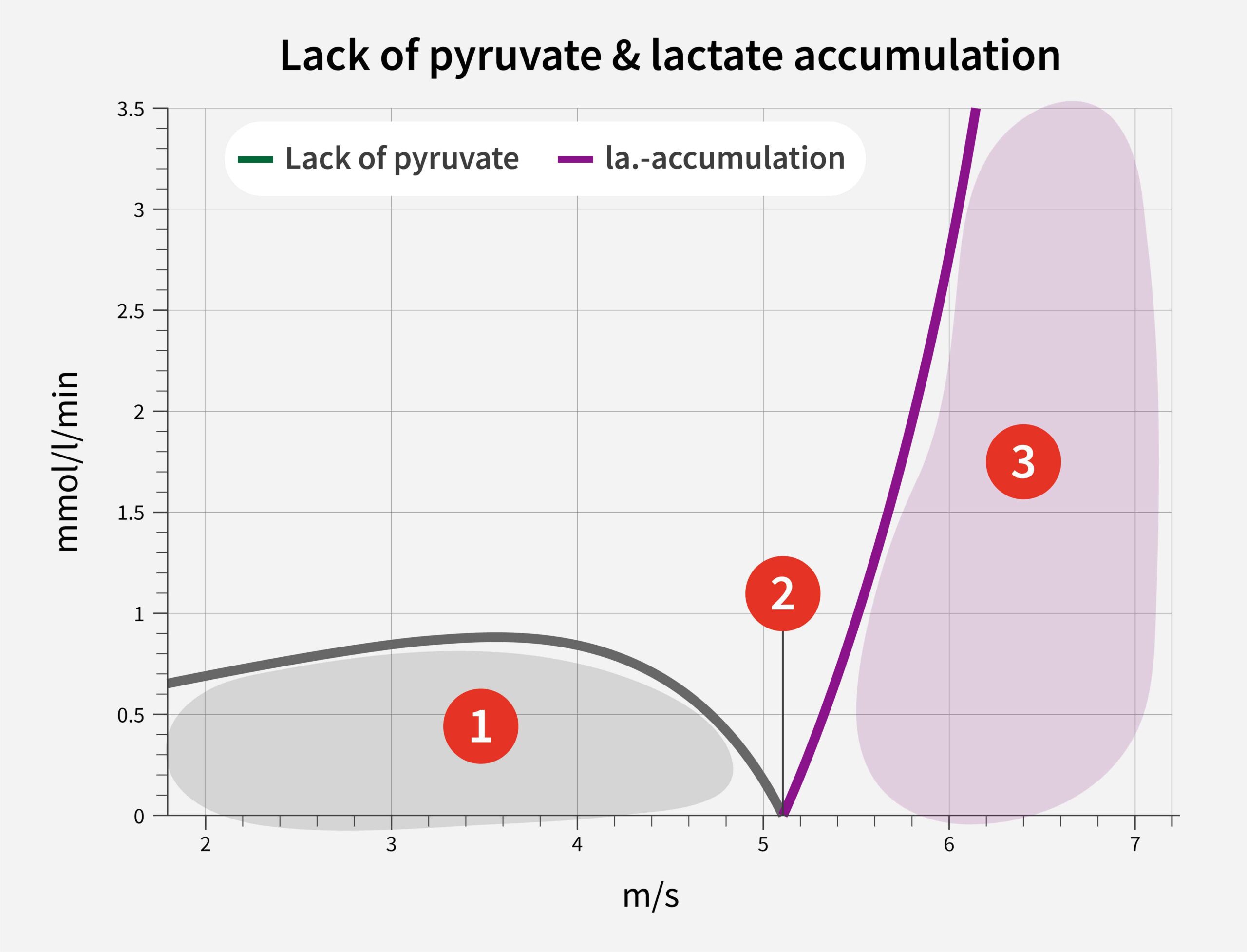 Lactate recovery, -threshold and -accumulation