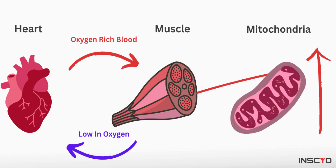Infographic - Basics of increasing VO2max