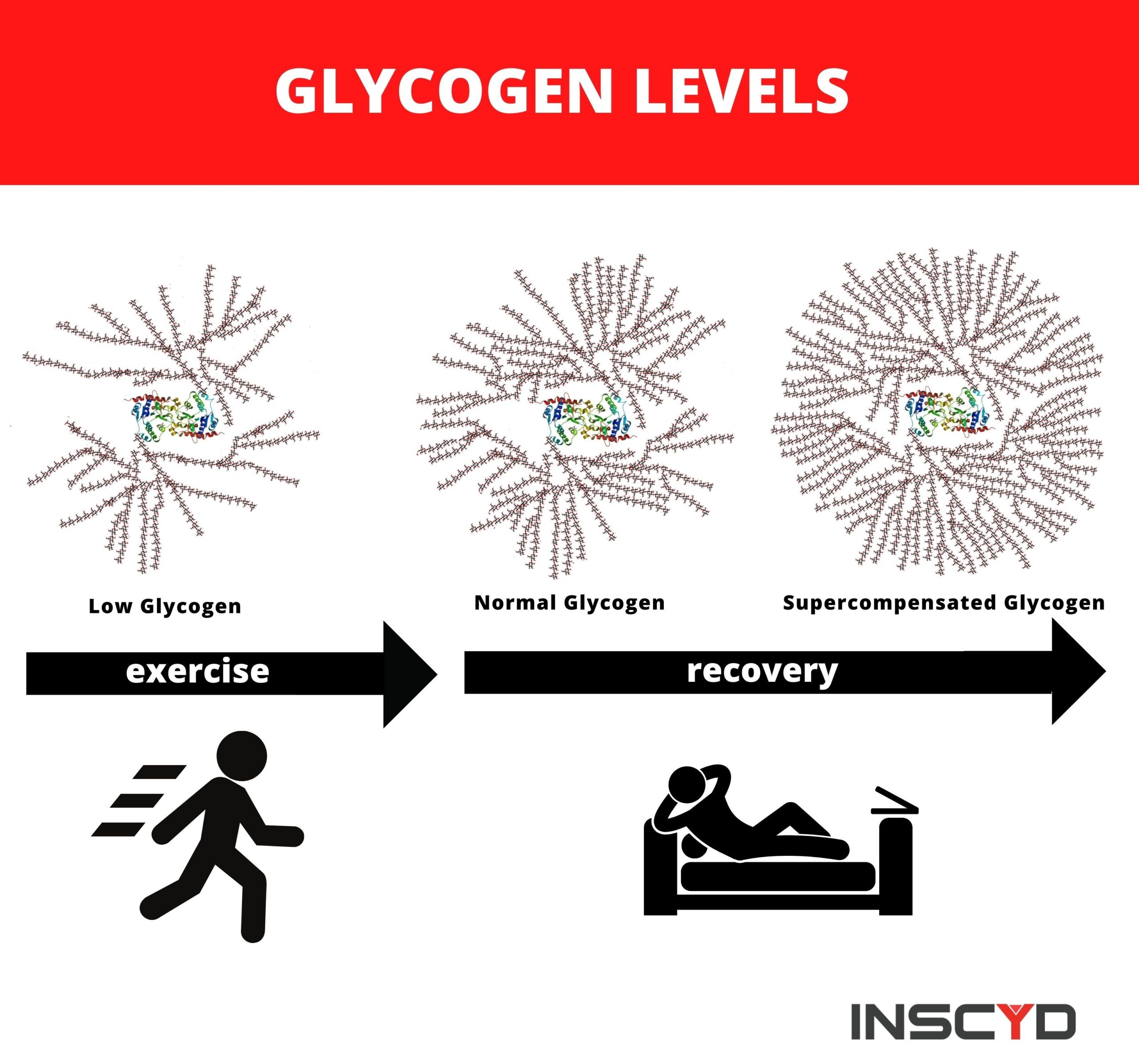 Exercise muscle glycogen content