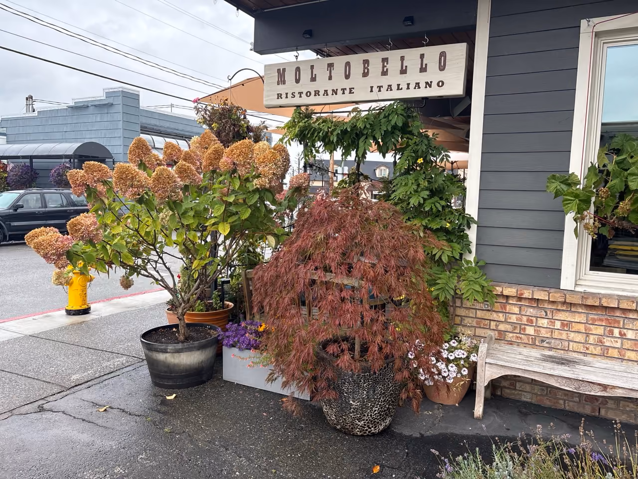 Outdoor entrance of Moltobello Ristorante Italiano with a variety of potted plants including large brownish hydrangeas, a red Japanese maple, and other greenery near a wooden bench and brick wall on a wet pavement.
